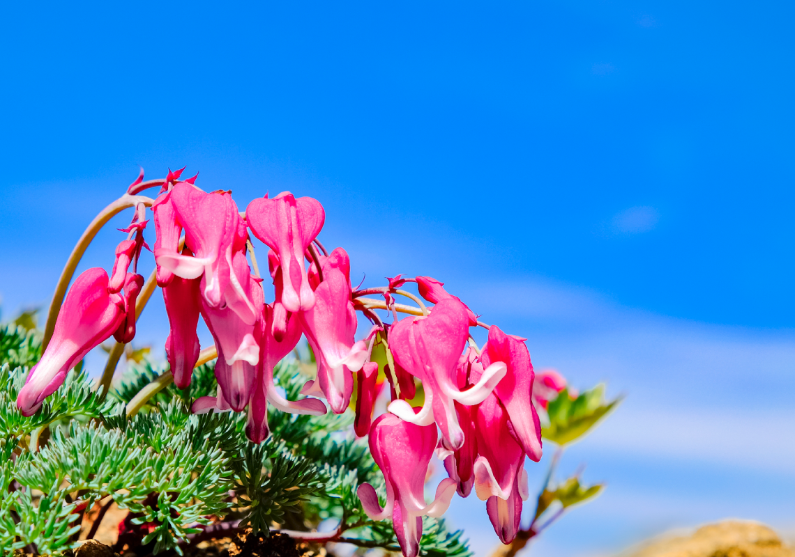 コマクサの画像