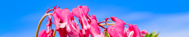 創立100周年について